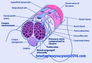 corpora spongiosum structure